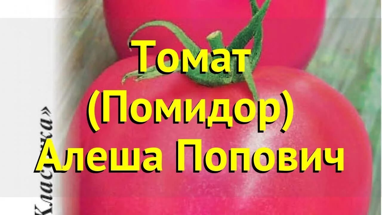 Томат алеша описание сорта. Помидоры алеша попович. томат алеша. алеша попович сорт помидор. помидоры алеша попович фото.
