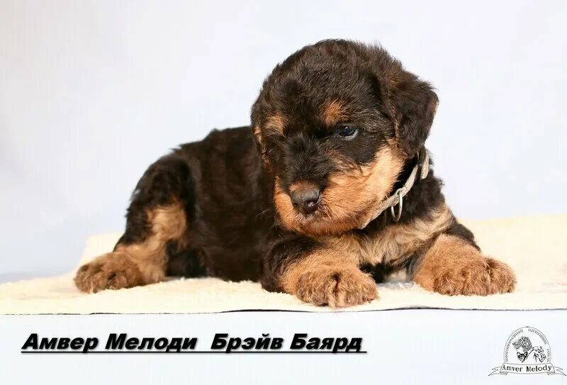 Помесь пекинеса. Зоопарк старый оскол. Русская пегая гончая. Ротвейлер арибаль. Срочно нужна помощь собаке.