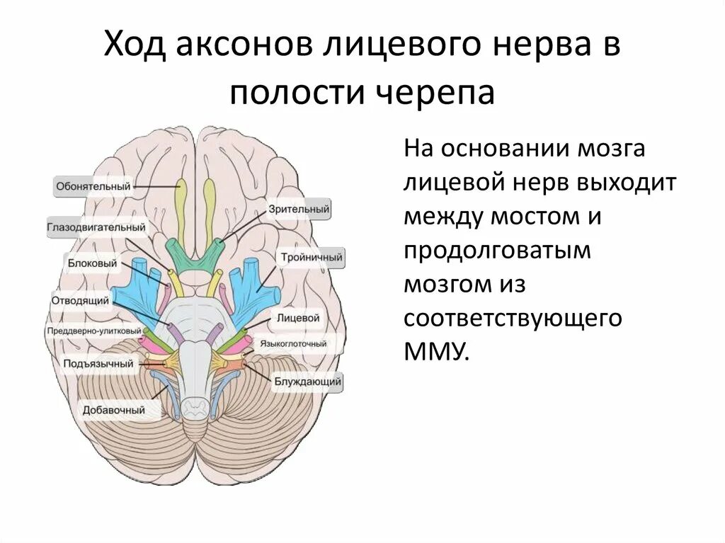 Лицевой нерв череп. Тройничный нерв из полости черепа. Mesta vyhoda troinichnogo Nerva iz Cherepa. Троичный Неов выход из полостт черепа. Анатомия тройничного нерва место выхода из черепа.