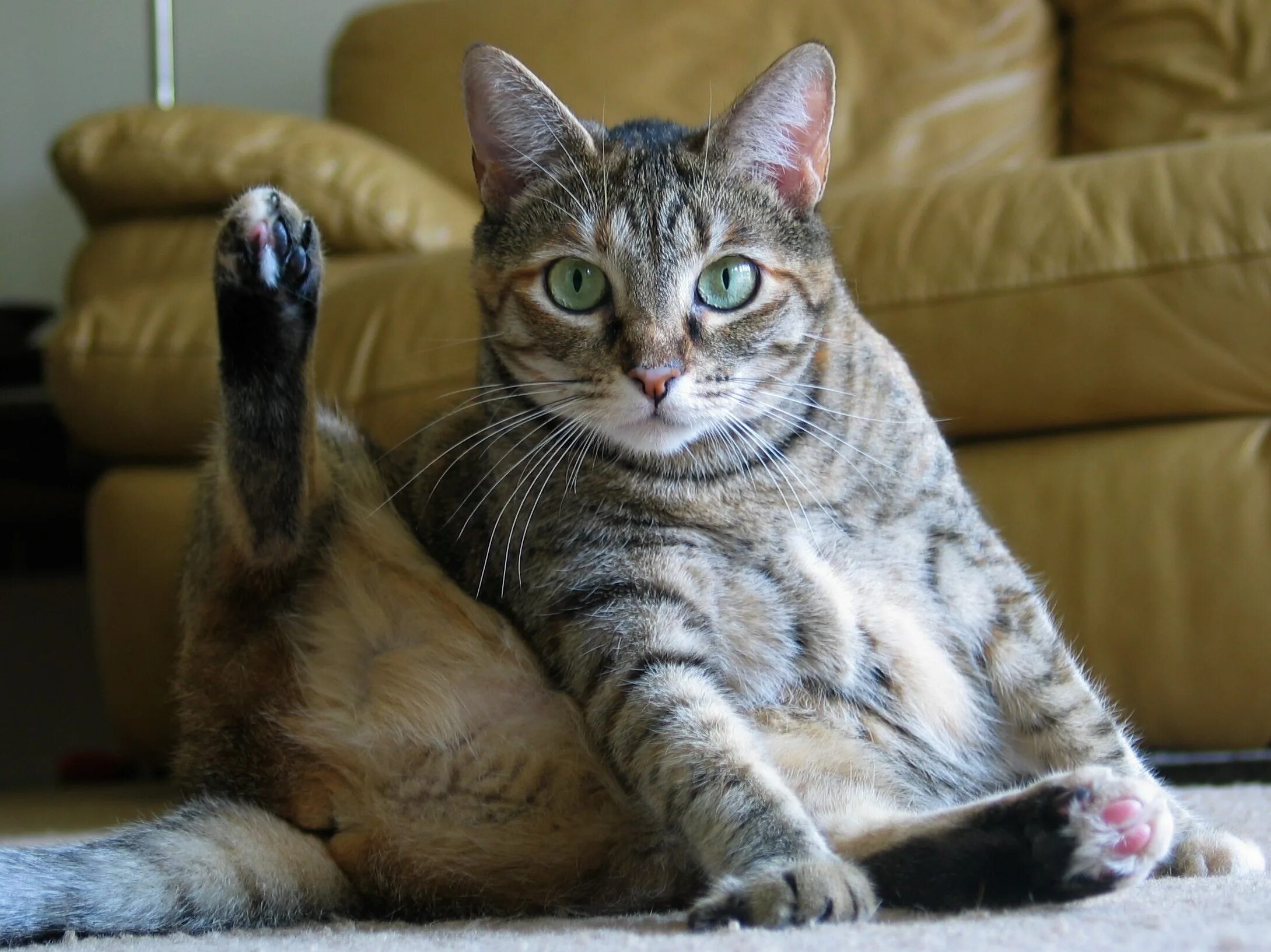 Связка кошек
