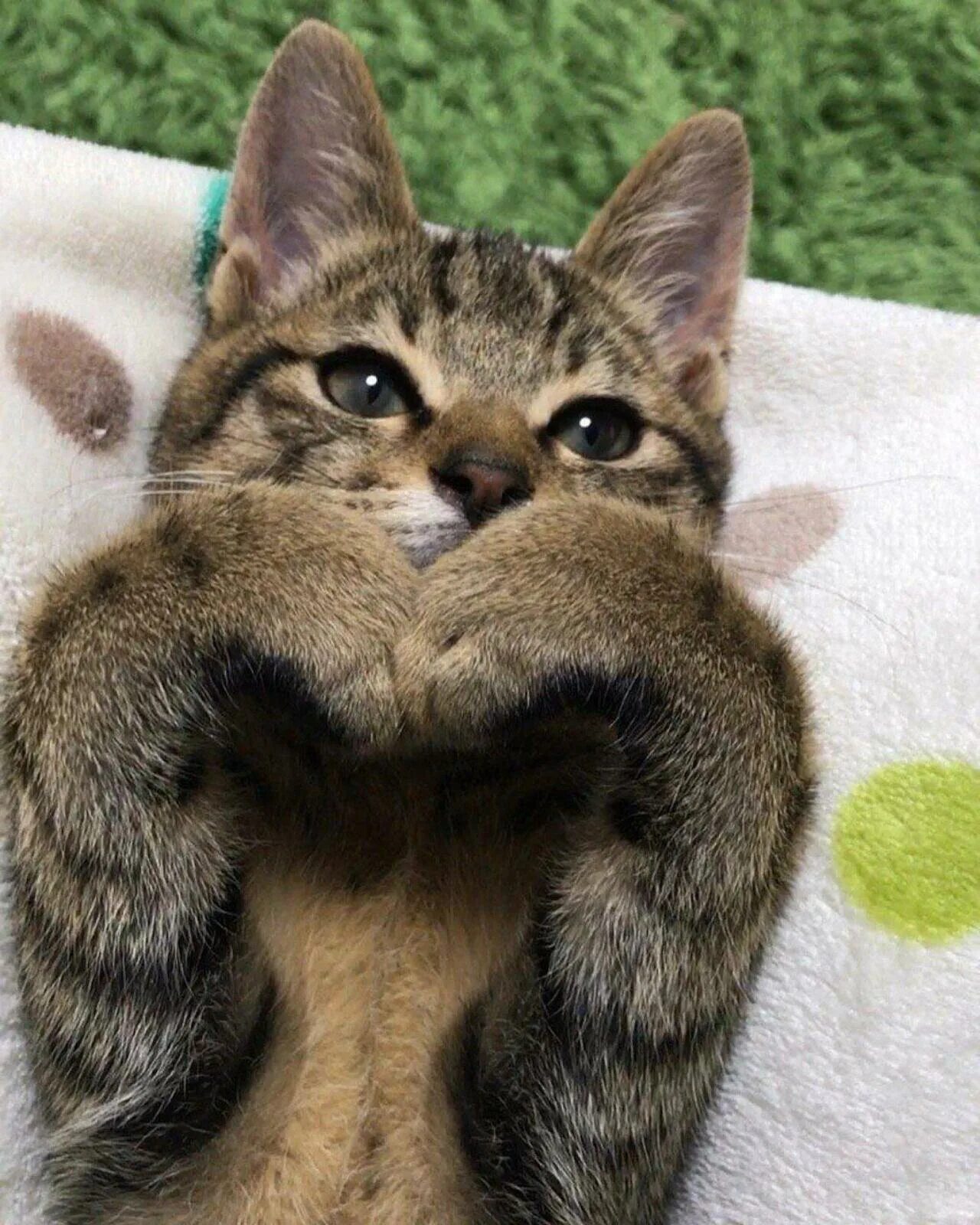 Кошка с сердечком. Кот показывает сердечко. Кот показывает сердечко. Милый котик с сердечками. Смешные котики с сердечками.