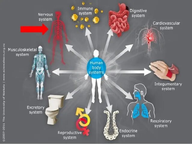 Взаимосвязь систем органов в организме человека. 12 Систем организма человека. 12 Систем организма человека и их функции. 12 Систем организма человека таблица. Система объединения организма.