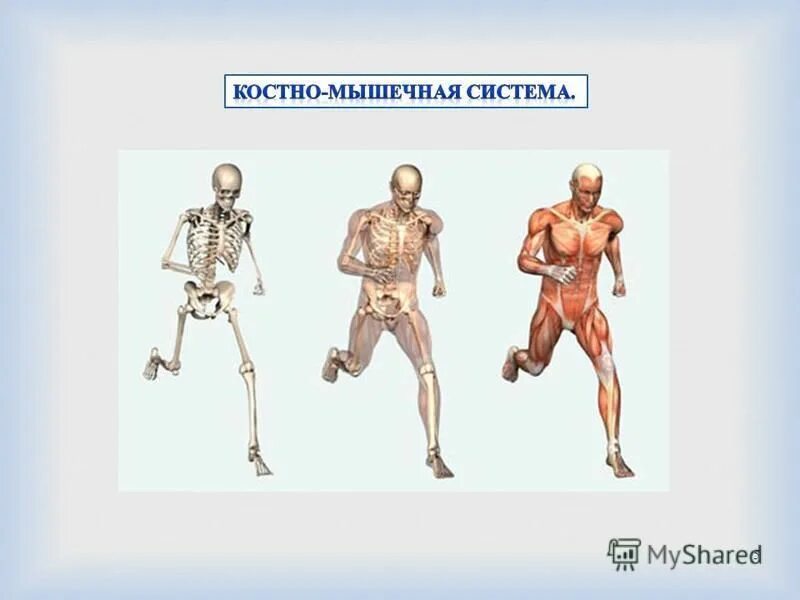 костно-мышечная система. костно мышечная система какая. костно мышечная система какая. костно-мышечная система. костно мышечная система какая.