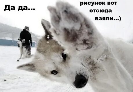 Реагенты собака лапы