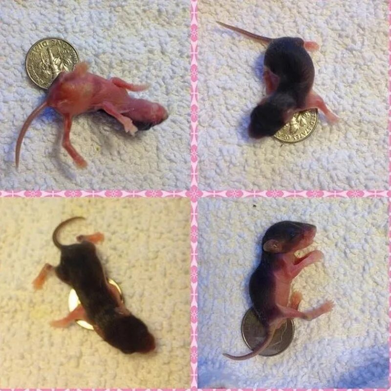 Новорожденные мышата размер. Развитие мышей по дням. Мышонок 6 дней фото. Маленькие мышончики. Развитие мышей