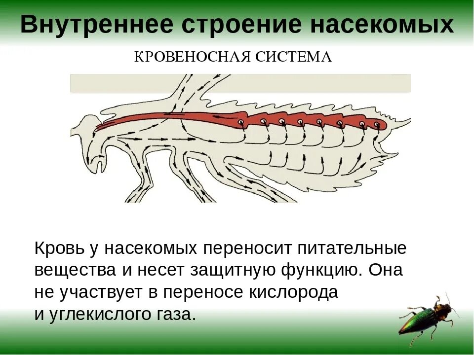 Функции кровеносной системы у насекомых. Внутреннее строение насекомых 7 класс биология. Таблица класс насекомые кровеносная система. Класс насекомые внутреннее строение кровеносная система. Насекомое работающее на компетентные органы