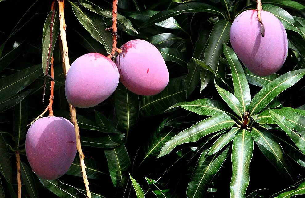 Тропическая слива. Китайская клубника восковница красная. Тропическая слива. Мадагаскарский фрукт личи. Тропические фрукты маракуйя личи папайя.