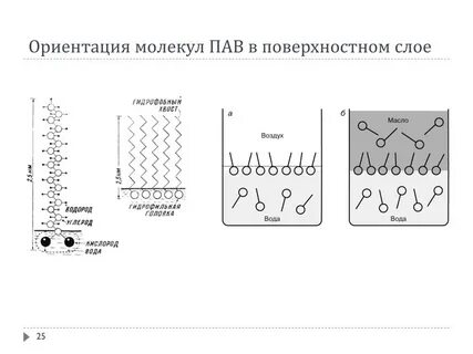 Пав на английском