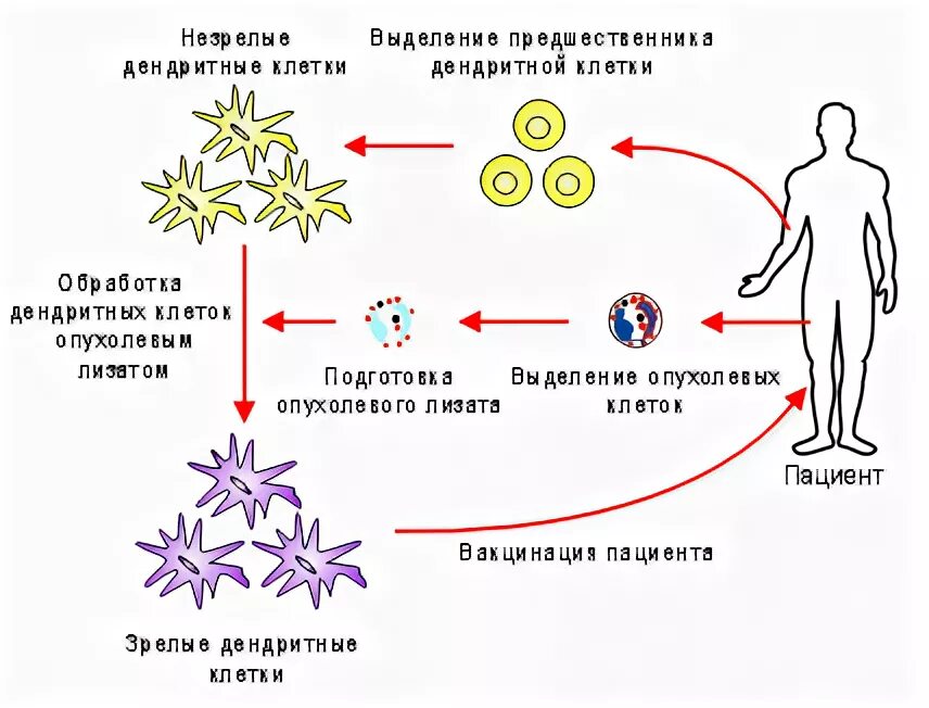 Вакцина дендритными клетками. Вакцины на основе дендритных клеток. Противоопухолевые вакцины на основе дендритных клеток. Дендритные клетки иммунной системы. Иммунотерапия дендритными клетками.