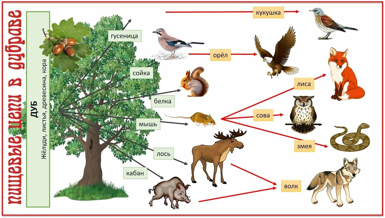 Царство птиц и зверей я сделаю тебя. Пищевая связь в Лесном сообществе. Цепь питания в лесу. Цепочка питания живых организмов. Цепь питания лесных обитателей.