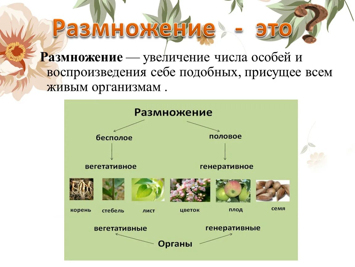 Генеративное половое размножение. Размножение живых организмов. Размножение живых организмов презентация. Размножение присуще всем живым организмам. Размножение организмов 6 класс.