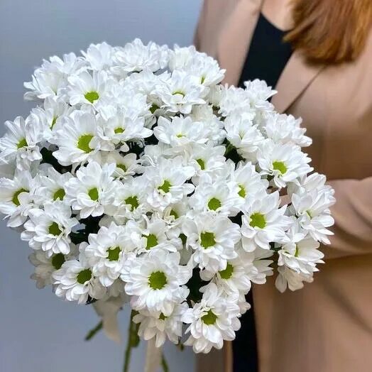 Хризантема FRIDA FLOWERS, цвет белый, 17 шт купить по выгодной цене в интернет-м
