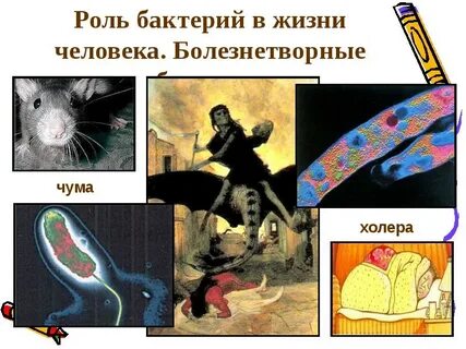 Роль бактерий видео