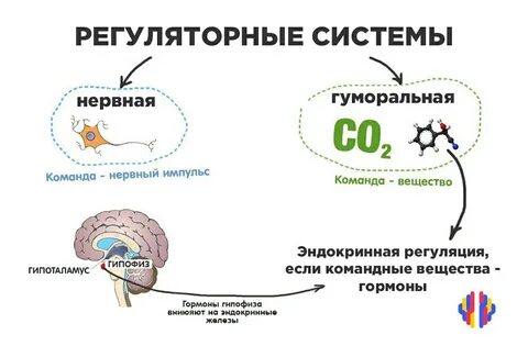 Примеры нервной регуляции