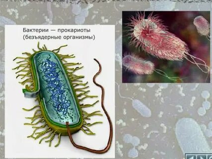 Бактерии относятся к безъядерным организмам или