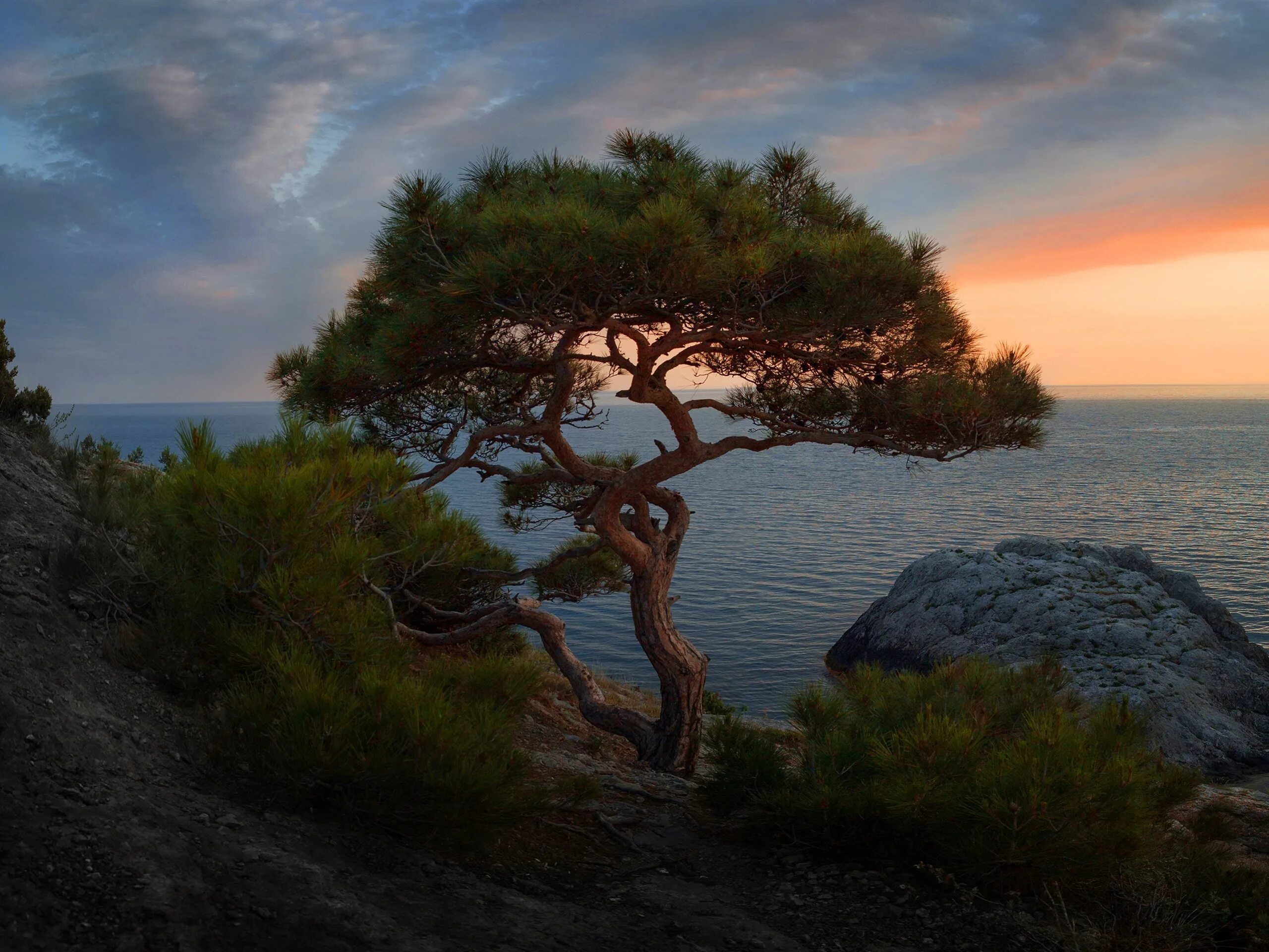 Черное море деревьев
