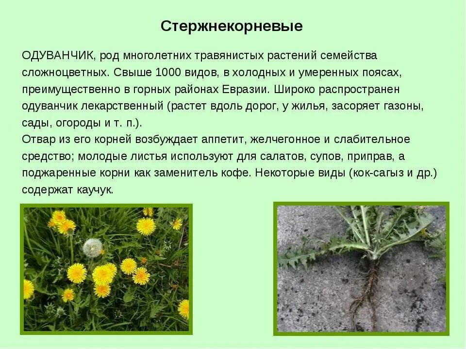 Одуванчик лекарственный сорные растения. Стержнекорневые сорняки. Одуванчик лекарственный стержнекорневой. Стержнекорневые многолетники. Как размножается одуванчик