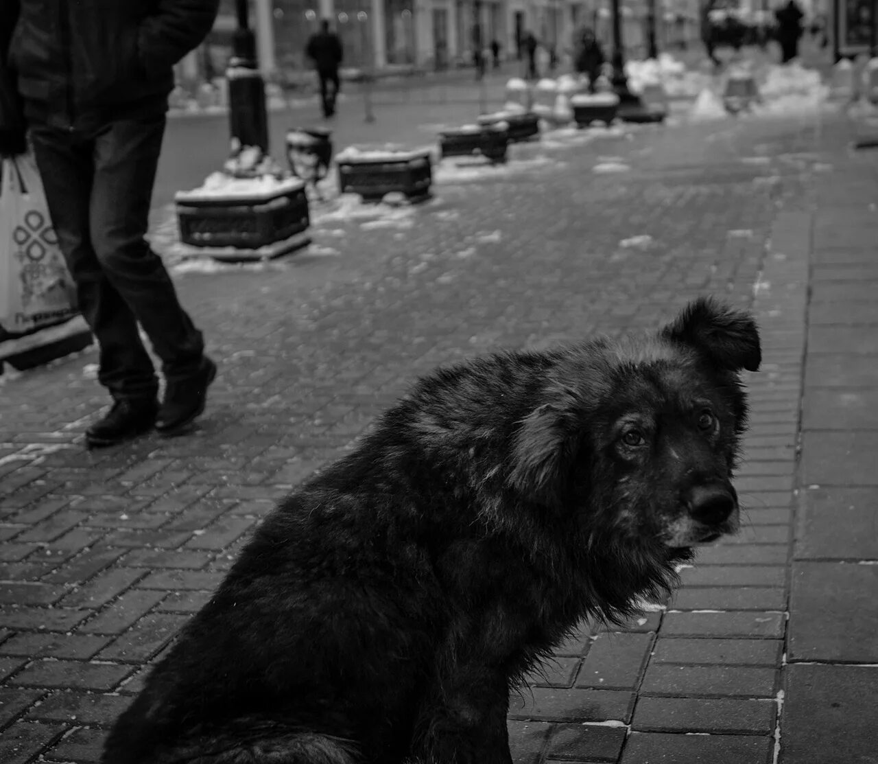Какой черный на улице. Бездомные собаки. Черный Бездомный пес. Собака на улице. Собака...Бродячая...уличная.