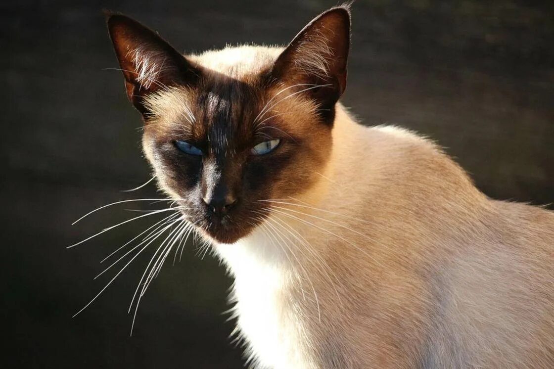 Порода кошек д. Сиамская порода кошек. Сиамская кошка Сиамская. Балинезийская кошка. Королевский сиамский кот.