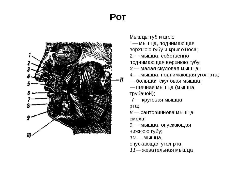 Губы мышцы рта. Мышца поднимающая верхнюю губу и крыло носа. Мышца поднимающая верхнюю губу анатомия. Мышца поднимающая верхнюю губу и крыло носа анатомия.