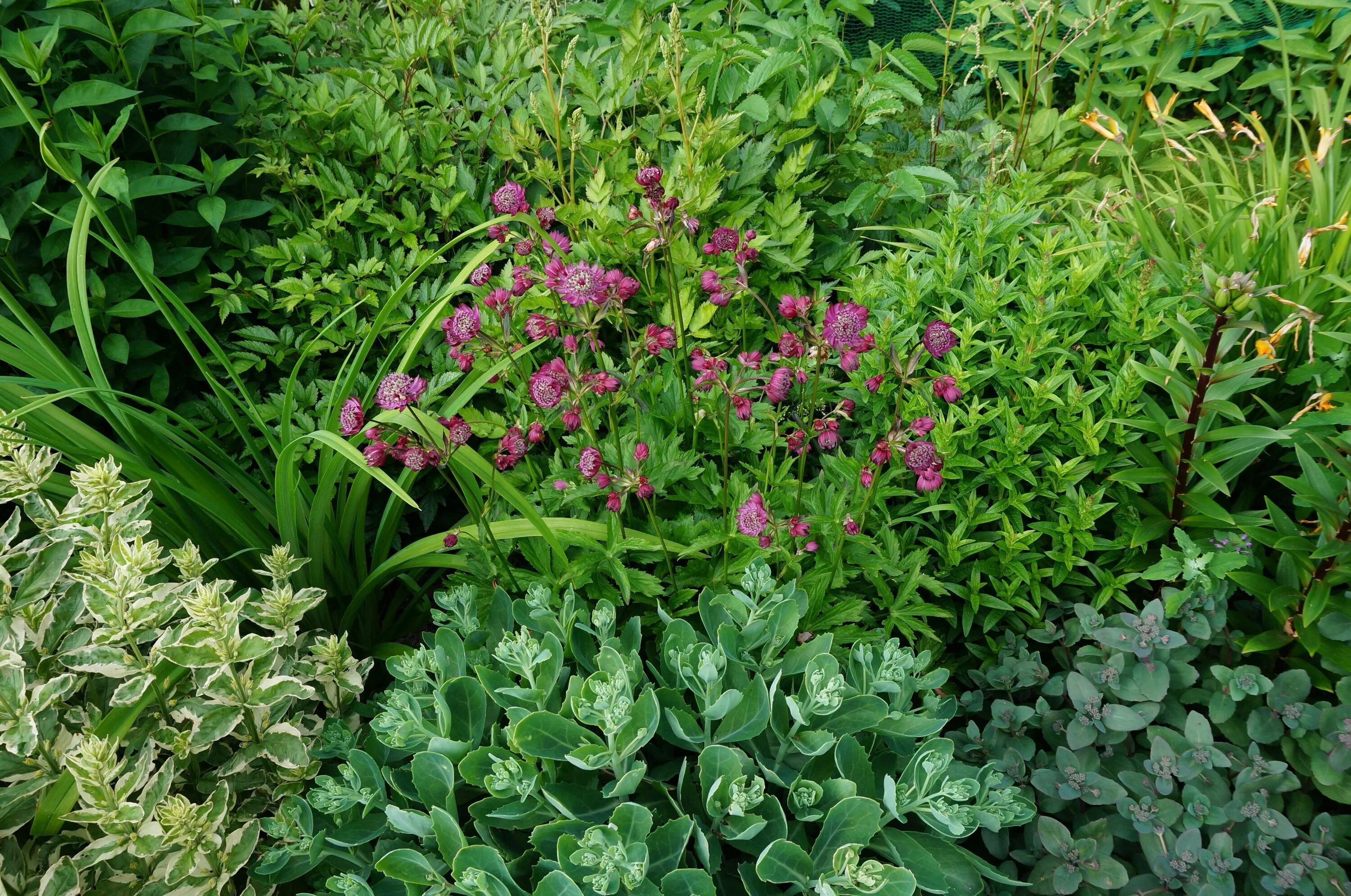 Your Guide to Growing an English Cottage Garden in the West Cottage garden plant