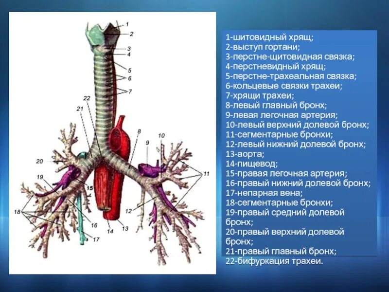 Структуры трахеи и бронхов