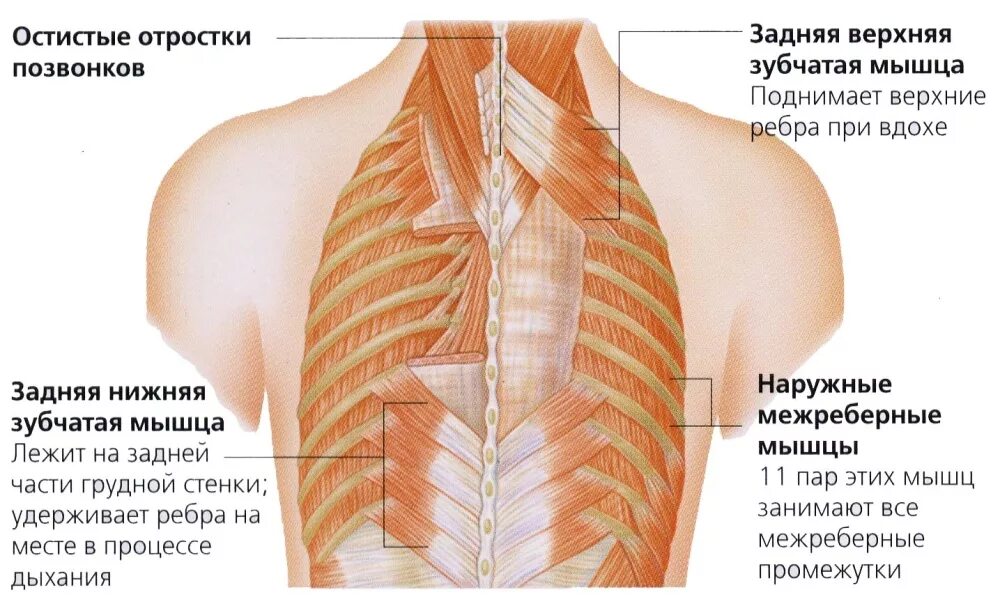 При вдохе болят ребра спереди. Мышцы грудной клетки. Реберные мышцы. Межреберная мышца грудной клетки.