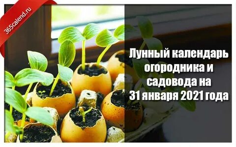 Садоводов 31