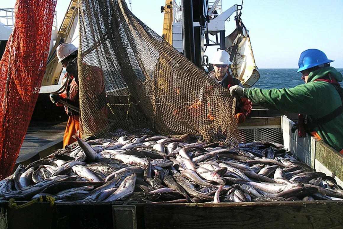 Где добыть рыбу. Промысел рыбы. Рыбный промысел. Рыбная промышленность Мурманской. Промышленная добыча рыбы.