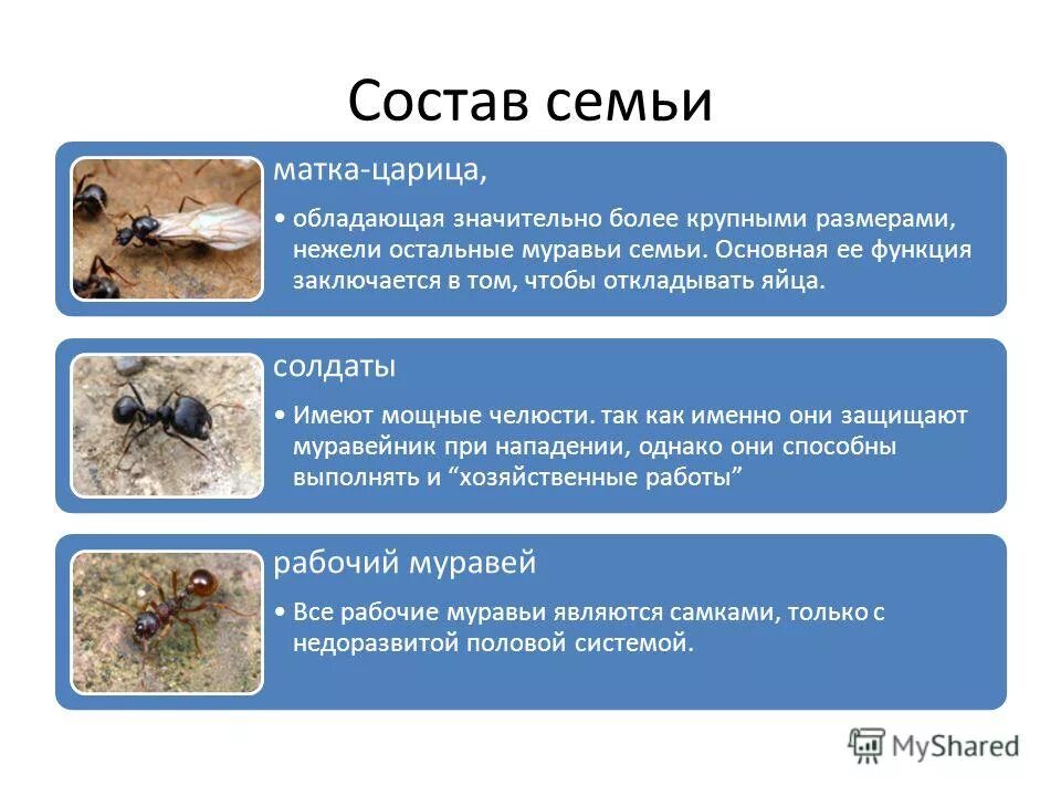 Роль муравья в жизни человека. Какую функцию выполняют муравьи. Рыжий лесной муравей классификация. Роль муравьев в природе. Какую функцию выполняют муравьи.