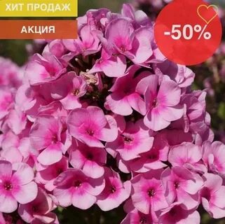 Флокс красивый гном фото
