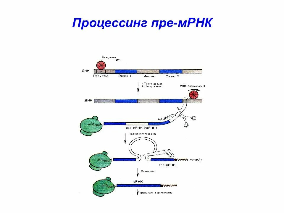 Процесс синтеза пре мрнк