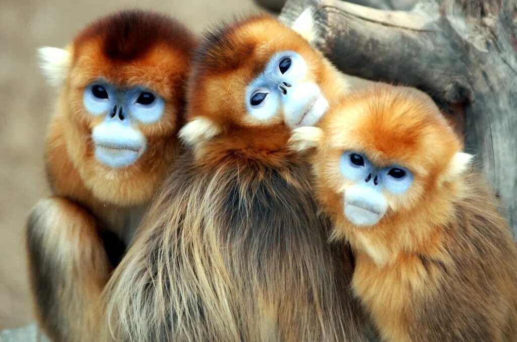 Some monkeys