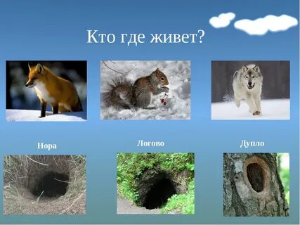 Где живут дикие животные