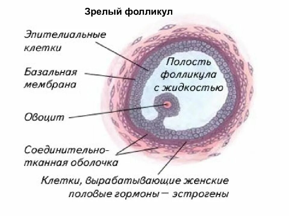 Женская половая система половые клетки. Яйцеклетка в фолликуле. Фолликулы женская половая система. Женские половые клетки фолликулы. Женские половые органы строение.