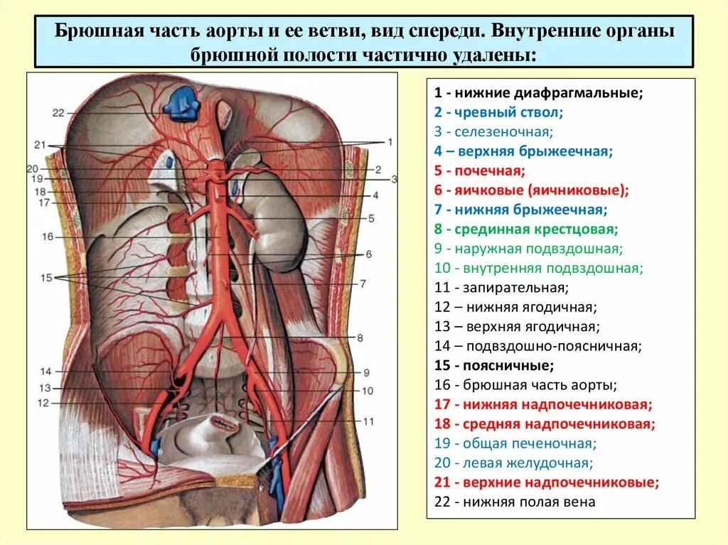 Артерии брюшной полости анатомия. Ветви брюшной аорты топографическая анатомия. Парные висцеральные ветви брюшной аорты. Топографическая анатомия брюшного отдела аорты. Брюшная и грудная полость тела