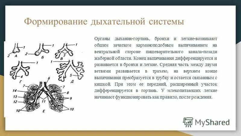 Источник развития трахеи. Этапы развития органов дыхания. Формирование дыхательной системы. Дыхательная система развивается из. Аномалии развития дыхательной системы.