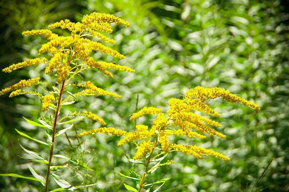 Солидаго (золотарник) praecox. Золотарник канадский (solidago canadensis). Золотарник канадский. Солидаго канадский. Золотарник солидаго.
