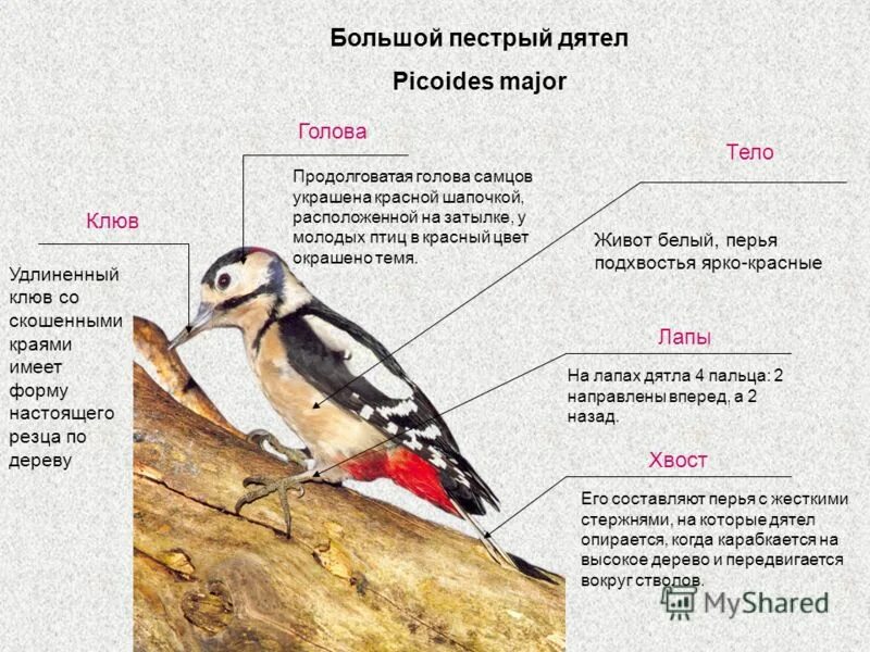 Дятел сотрясение. Строение дятла. Части тела дятла. Строение головы дятла. Строение птицы дятла.