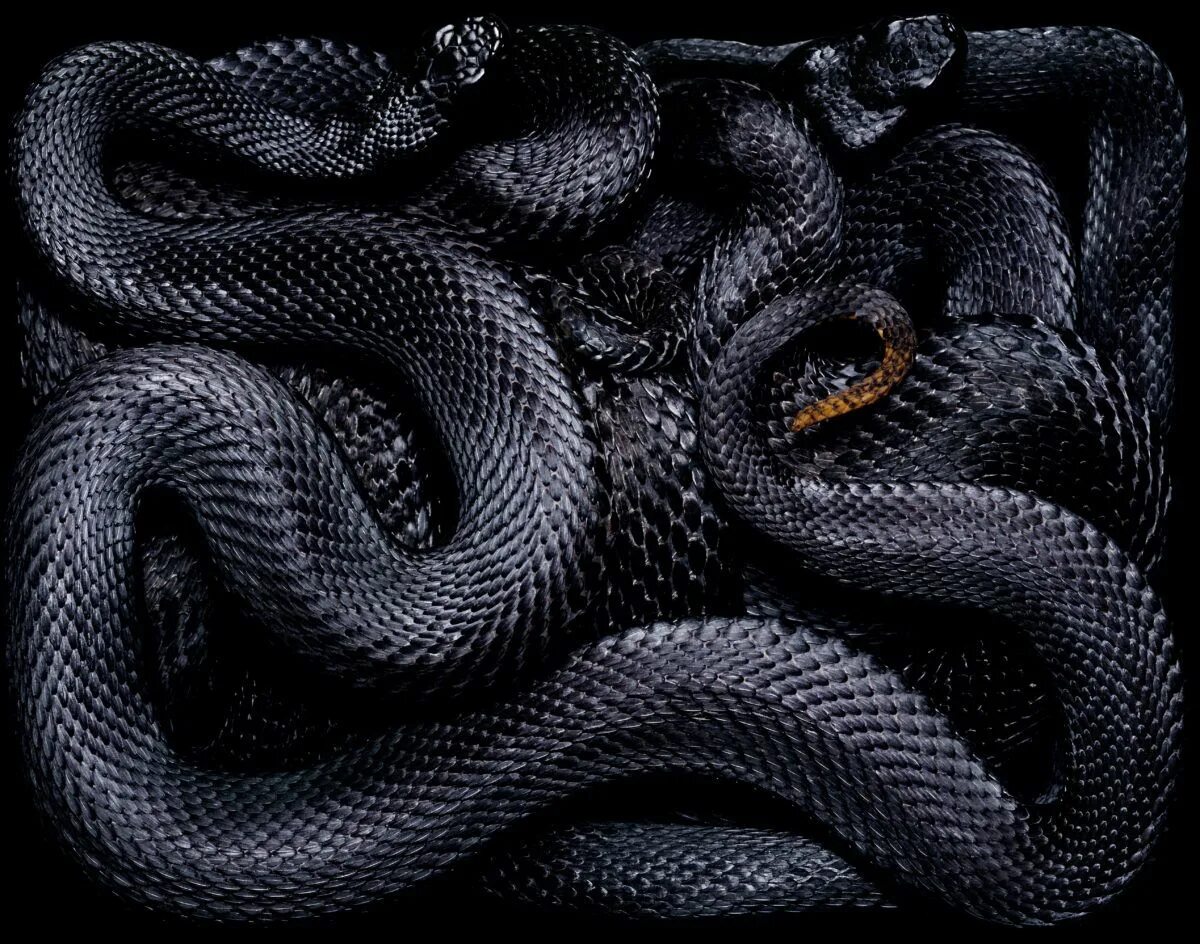 Черный питон боевик. Гвидо Мокафико змеиная коллекция. Змеи Гвидо Мокафико. Черный питон змея. Серпенс змея.