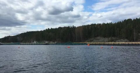 Форель в белом море