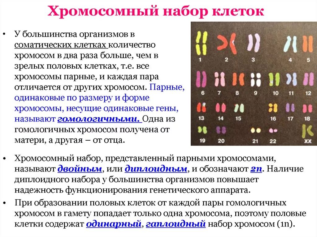 Сколько хромосом в яичниках. Кариотип, набор хромосом биология 10 класс. Наборы хромосом гаплоидный и диплоидный клеток пример. Хромосомный набор клетки.