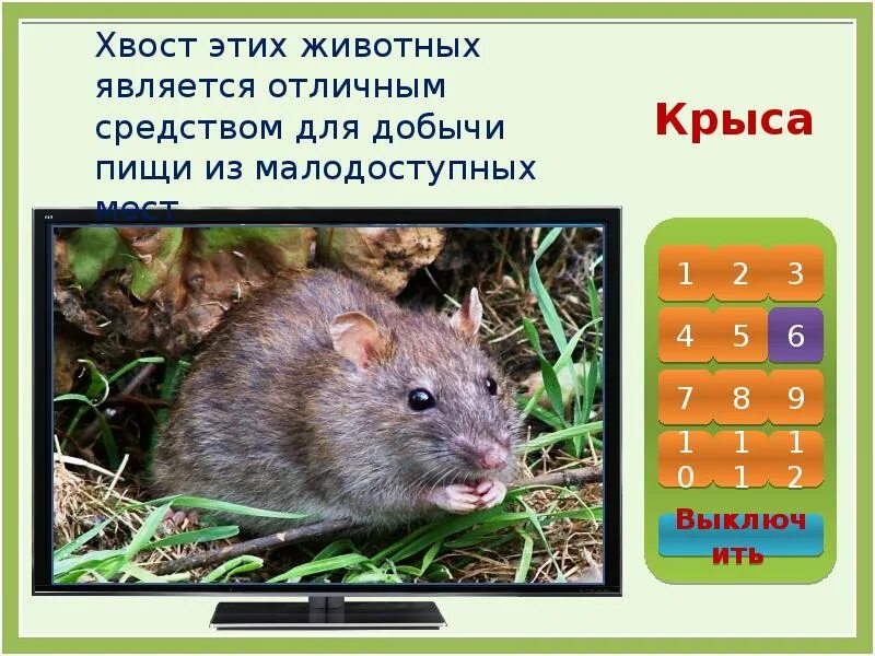 Из таких мест является. Хвост этих грызунов является отличным средством для добычи пищи. три крысы.