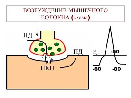 Три возбужденных