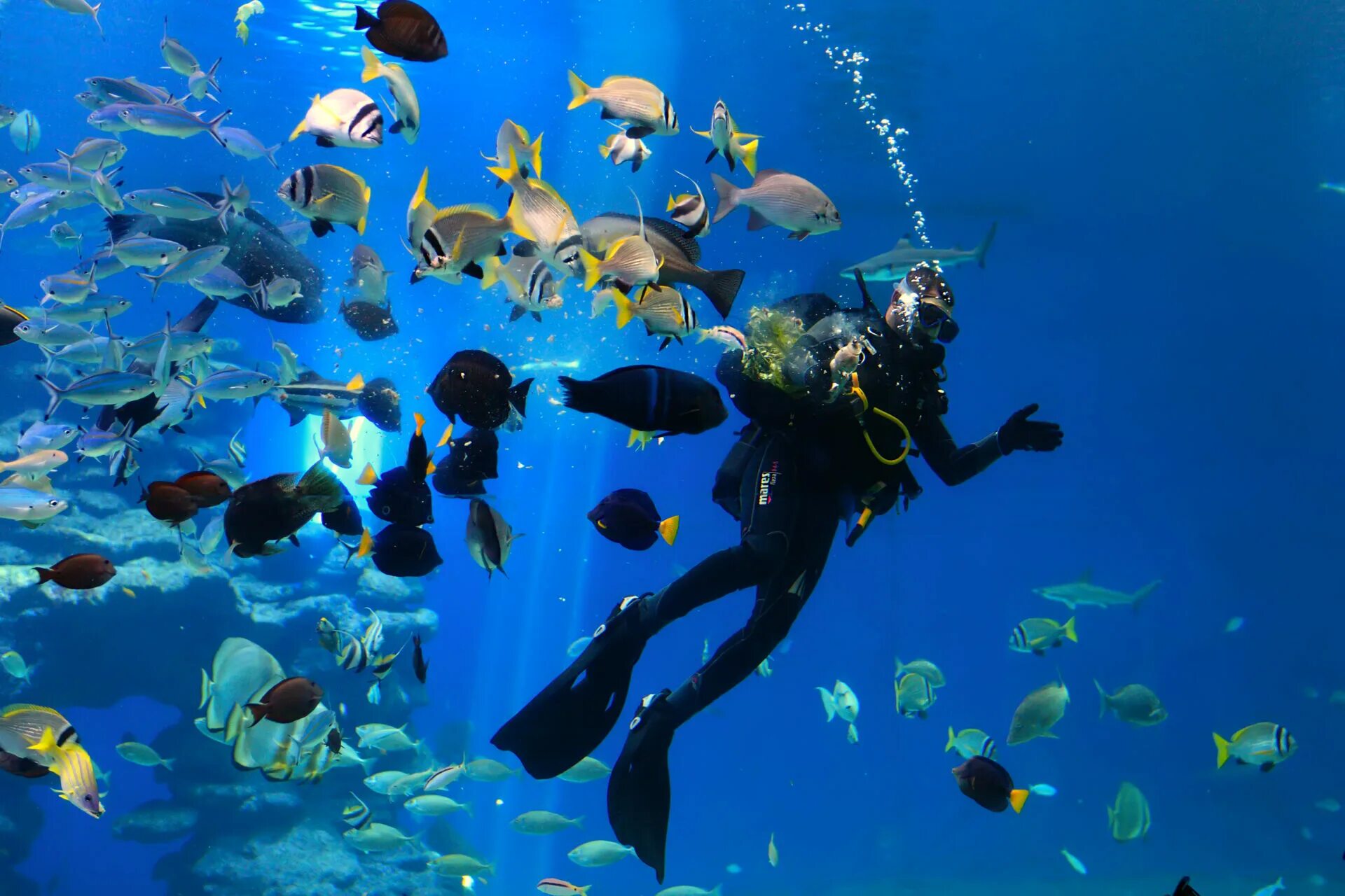 Sea dive. Подводная обсерватория в Эйлате. Эйлат в Израиле подводная обсерватория. Эйлат коралловый риф. Красное море Эйлат дайвинг.