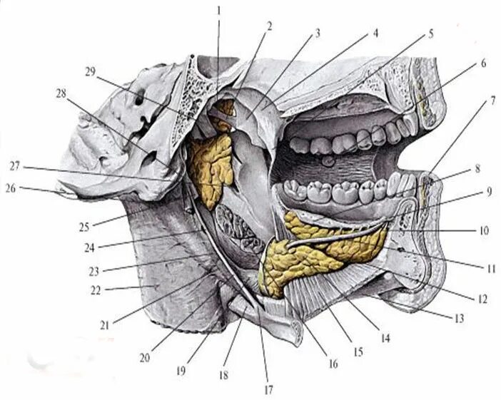 Подъязычная железа анатомия. Околоушная железа анатомия. Подъязычная слюнная железа анатомия. Поднижнечелюстная слюнная железа анатомия. Нервы околоушной железы