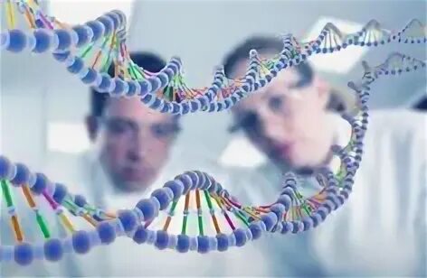 Генетика интеллект передается. Генетика интеллект передается