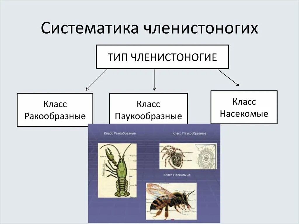 Членистоногие классификация. Классификация типа Членистоногие. Систематика членистоногих схема. Систематическая классификация членистоногих.