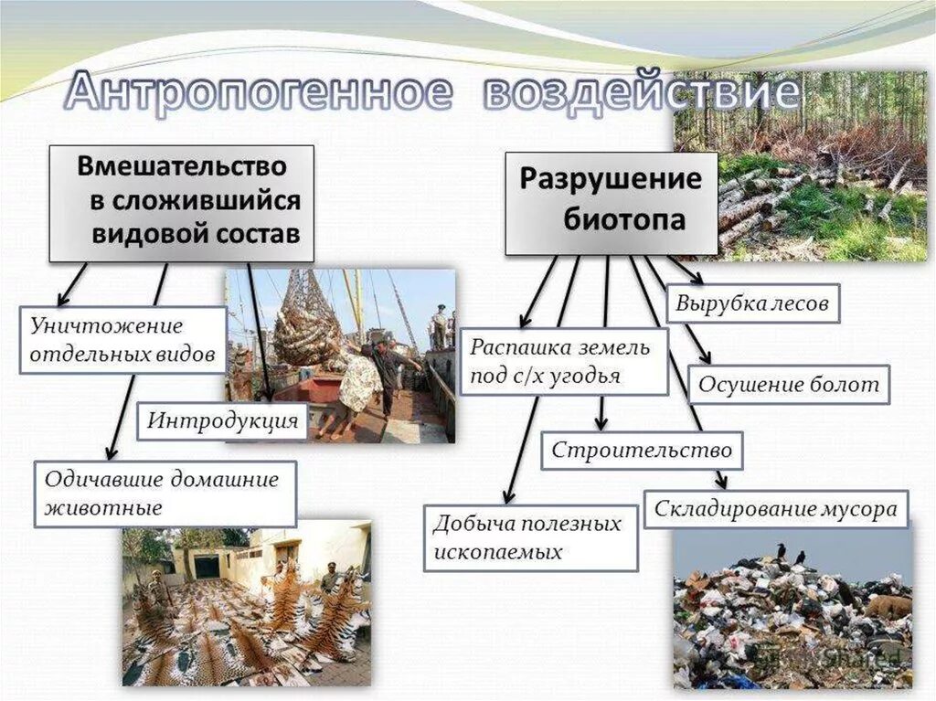 Антропогенное воздействие на экосистемы. Антропогенное воздействие на биогеоценоз. Антропогенная нагрузка на экосистемы. Антропогенное воздействие на леса. Антропогенное воздействие на сообщество