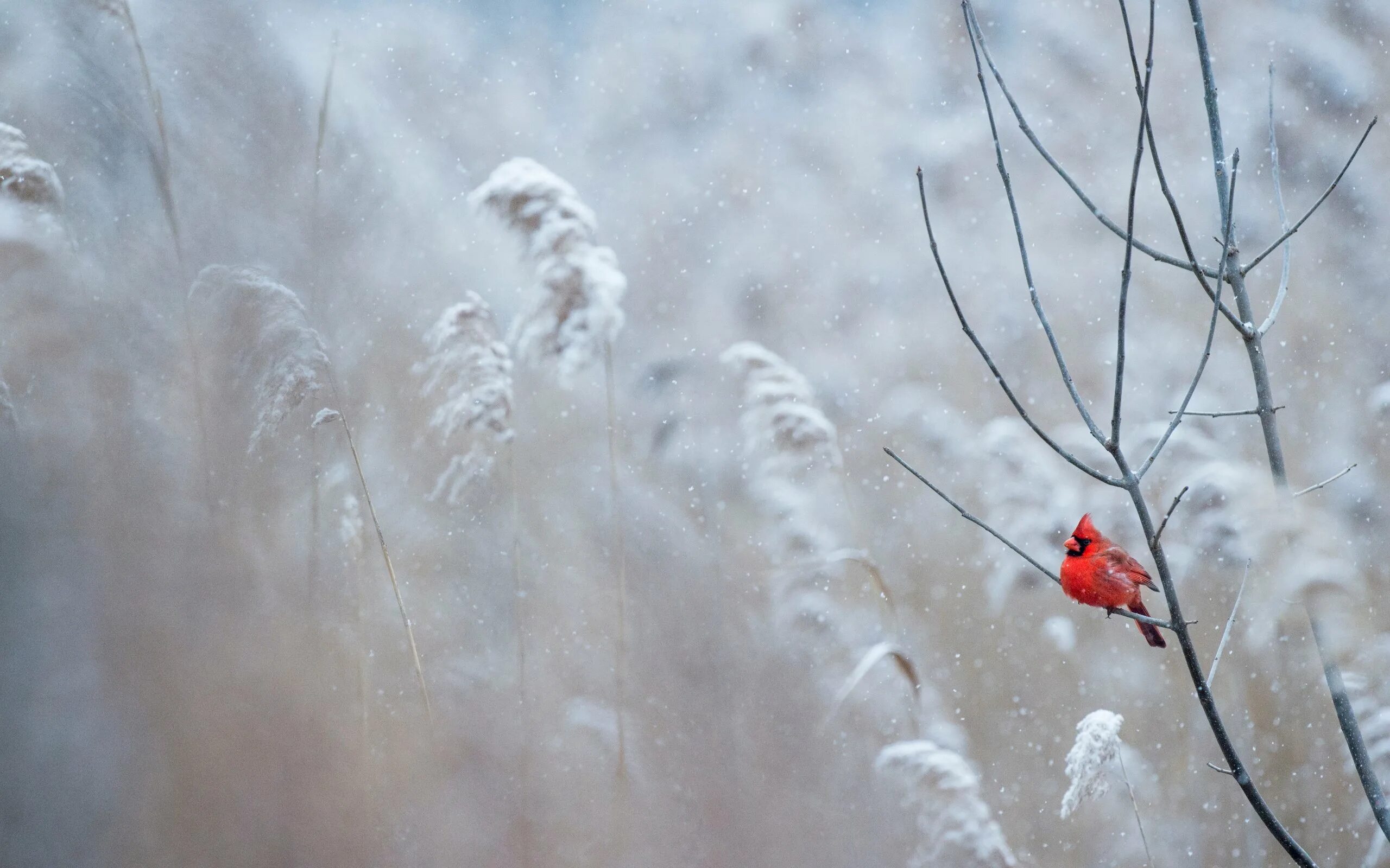 Природа снег птица. Февраль природа. Весенняя метель. Снежные ветки. Февраль картинки.